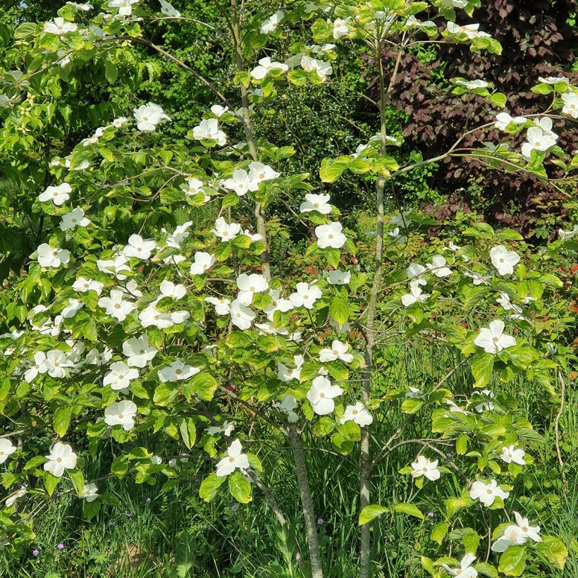 Cornus nuttalii Eddies White Wonder - Grootbloemige kornoelje (Groeiplaats)