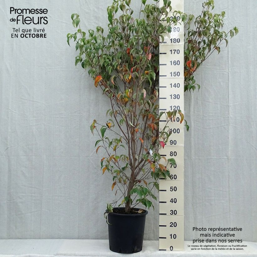 Exemplaar van Cornus kousa Milky Way - Japanse kornoelje Pot van 18 l/20 l zoals geleverd in de herfst