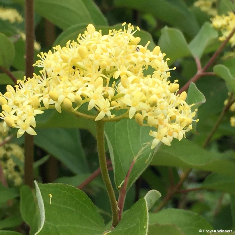 Cornus asperifolia drummondii Sunshiny Drops - Koernoelje (Bloei)