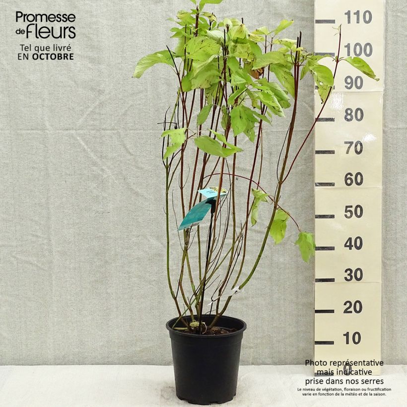 Exemplaar van Cornus alba Aurea - Witte kornoelje Pot van 7,5 l/10 l zoals geleverd in de herfst