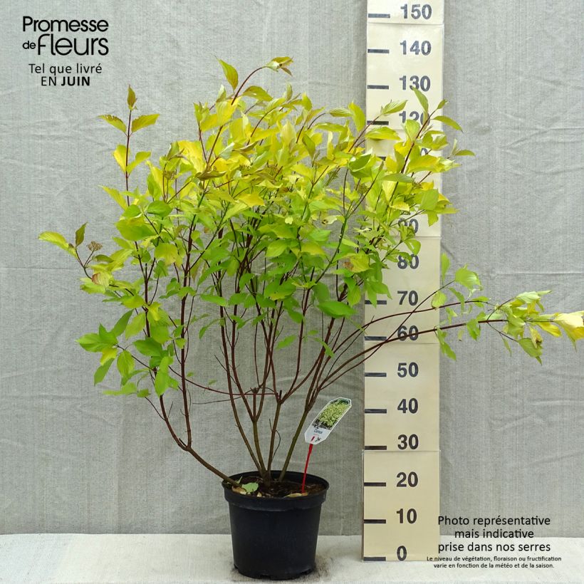 Exemplaar van Cornus alba Aurea - Witte kornoelje Pot van 7,5 l/10 l zoals geleverd in de lente