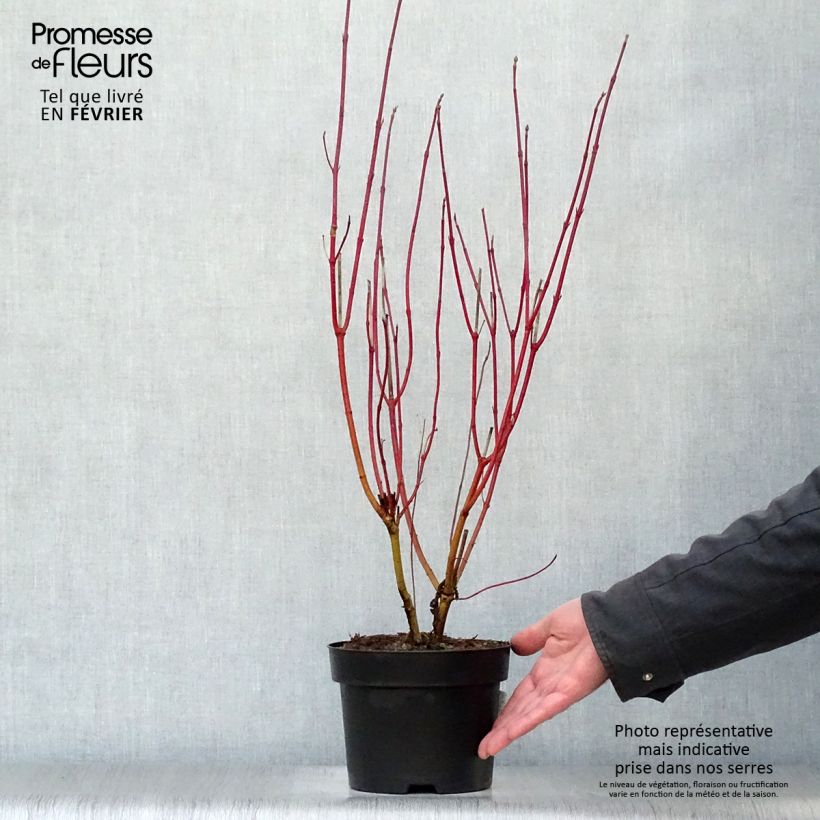 Example of Cornus alba Aurea - Cornouiller blanc Pot van 2 l/3 l as you get in hiver