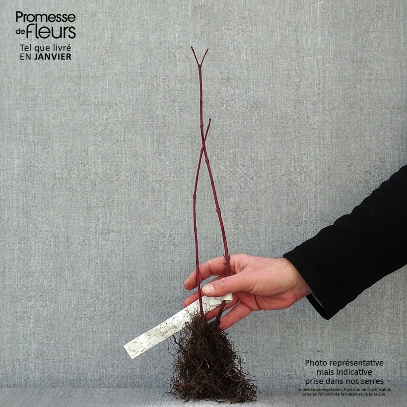 Example of Cornus alba Aurea - Cornouiller blanc Naakte wortel as you get in hiver