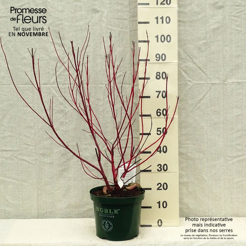 Exemplaar van Cornus alba Baton Rouge - Witte kornoelje Pot van 4 l/5 l zoals geleverd in de herfst