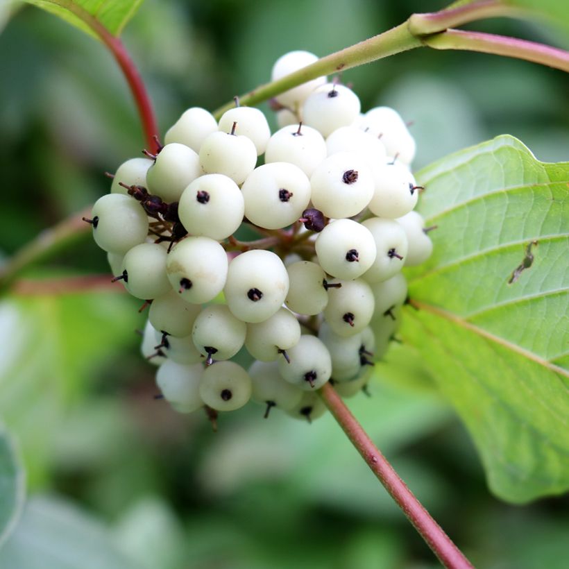 Witte kornoelje - Cornus alba (Oogst)