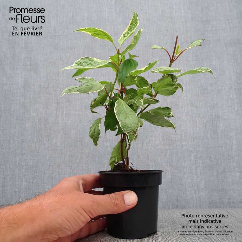 Example of Cornus alba Cream Cracker - Cornouiller blanc Pot van 10 cm/11 cm as you get in automne