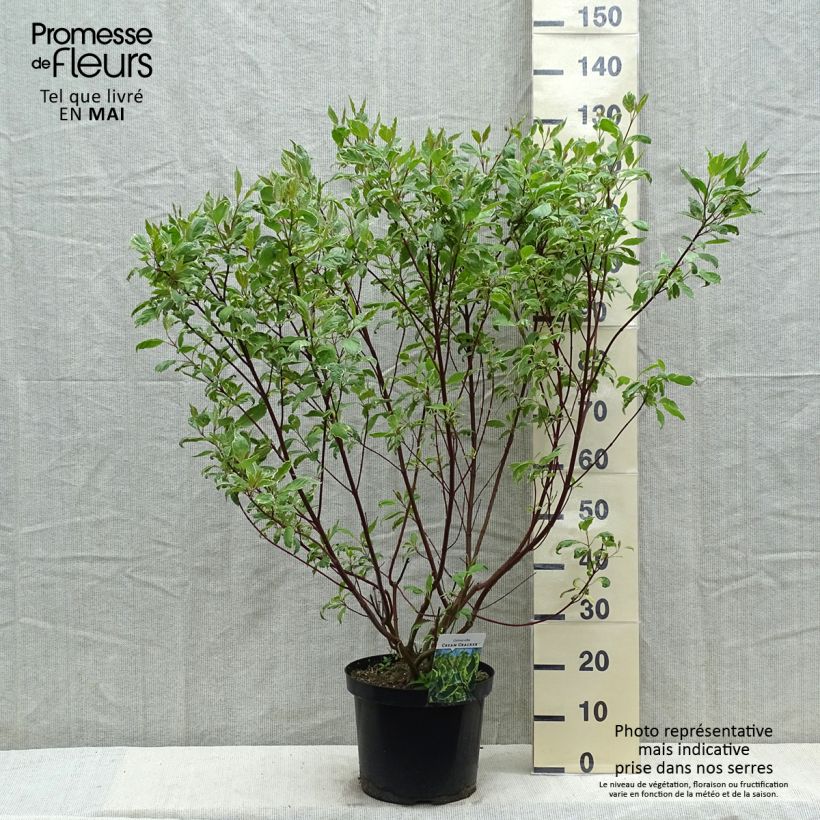 Exemplaar van Cornus alba Cream Cracker - Witte kornoelje Pot van 7,5 l/10 l zoals geleverd in de lente