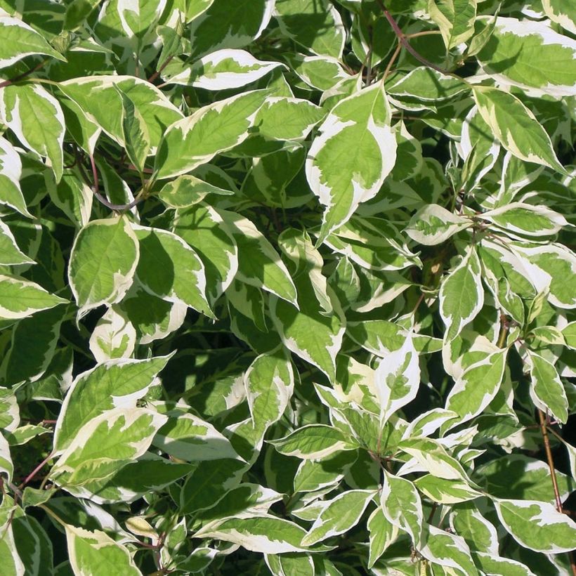 Cornus alba Elegantissima - Witte kornoelje (Foliage)