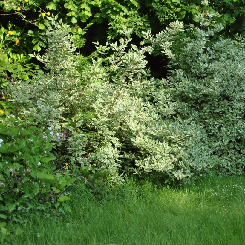 Cornus alba Elegantissima - Witte kornoelje (Plant habit)