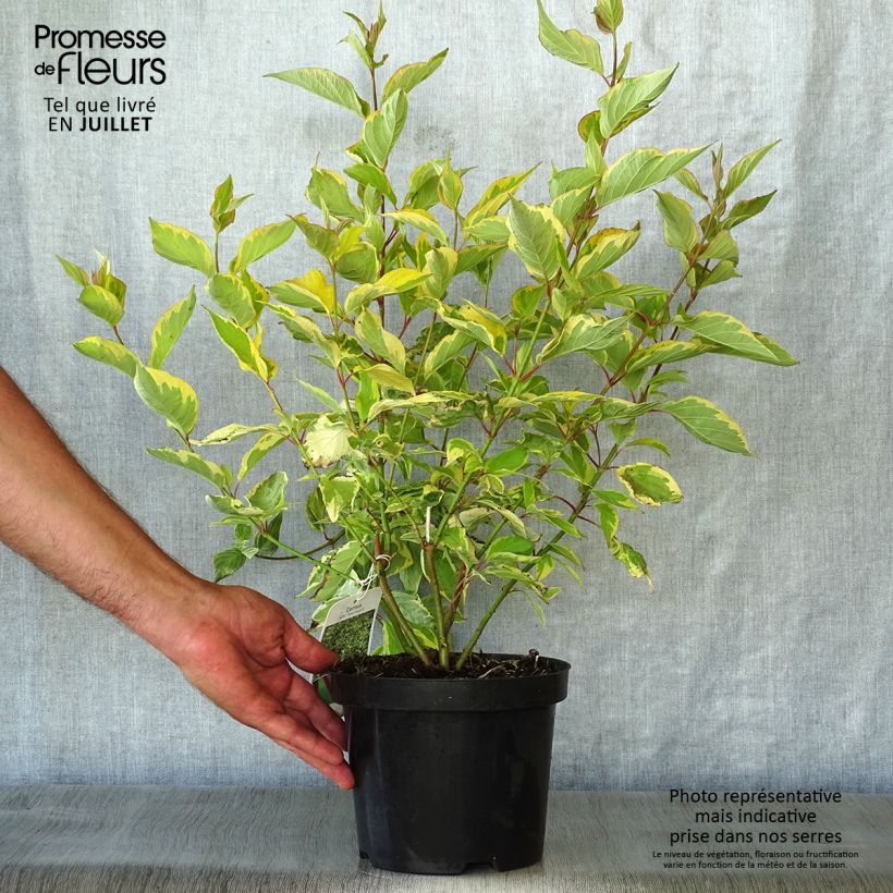 Exemplaar van Cornus alba Gouchaultii - Witte kornoelje Pot van 3 l/4 l zoals geleverd in de zomer