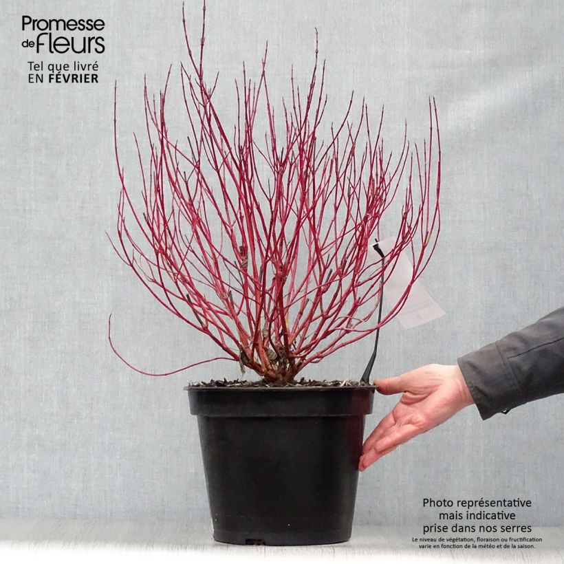 Example of Cornus alba Ivory Halo - Cornouiller blanc Pot van 7,5 l/10 l as you get in hiver