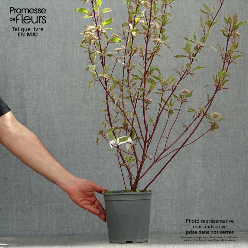 Exemplaar van Cornus alba Miracle - Witte kornoelje Pot van 3 l/4 l zoals geleverd in de lente