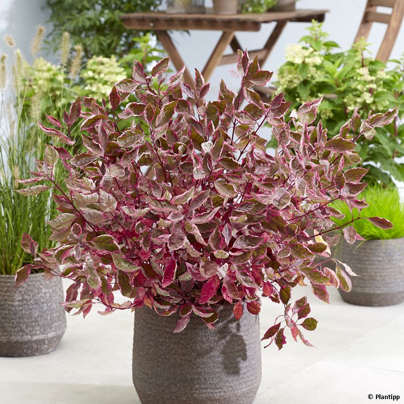 Cornus alba Miracle - Witte kornoelje (Plant habit)