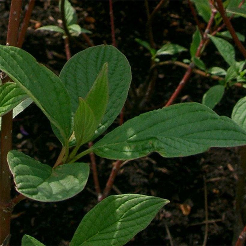 Cornus alba Sibirica - Witte kornoelje (Foliage)