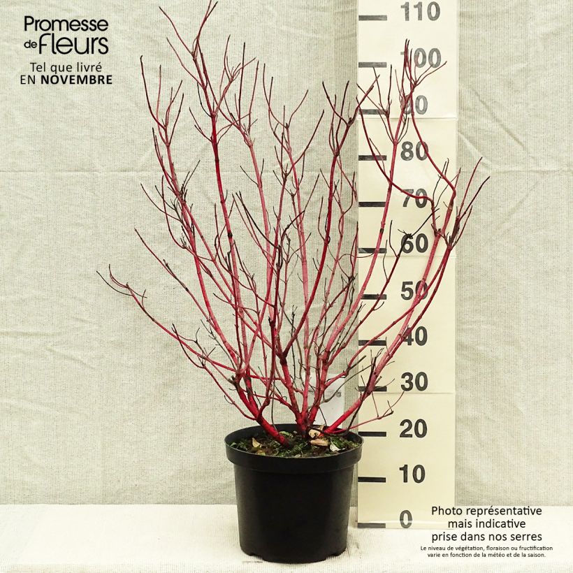 Exemplaar van Cornus alba Sibirica - Witte kornoelje Pot van 6 l/7 l zoals geleverd in de herfst