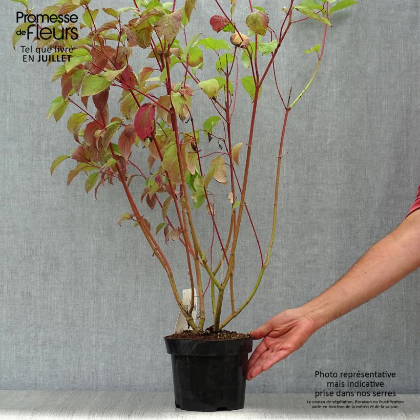 Exemplaar van Cornus alba Sibirica - Witte kornoelje Pot van 2 l/3 l zoals geleverd in de zomer