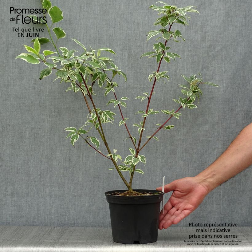 Exemplaar van Cornus alba Sibirica Variegata - Witte kornoelje Pot van 2 l/3 l zoals geleverd in de zomer