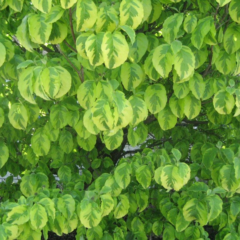 Cornus alba Spaethii - Witte kornoelje (Foliage)