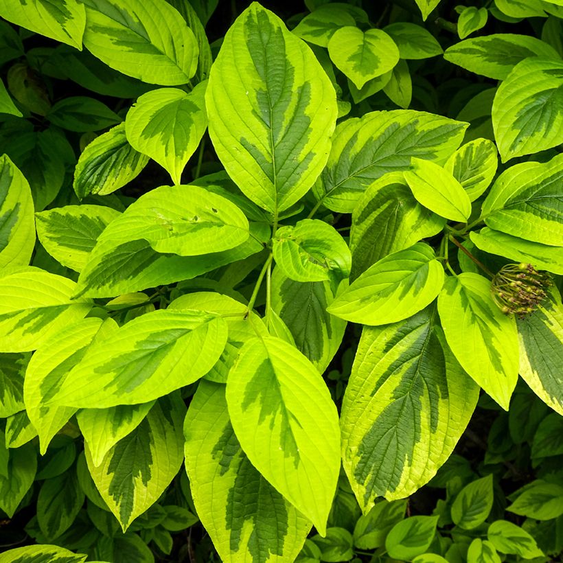 Cornus alba Spaethii - Witte kornoelje (Blad)