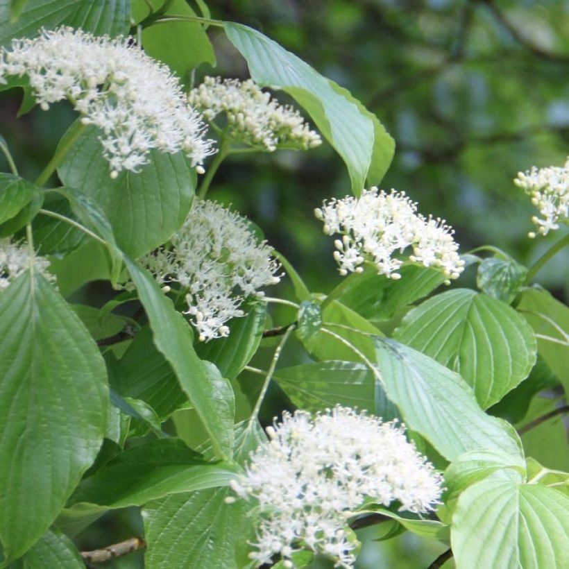 Cornus alternifolia - Pagodekornoelje (Flowering)