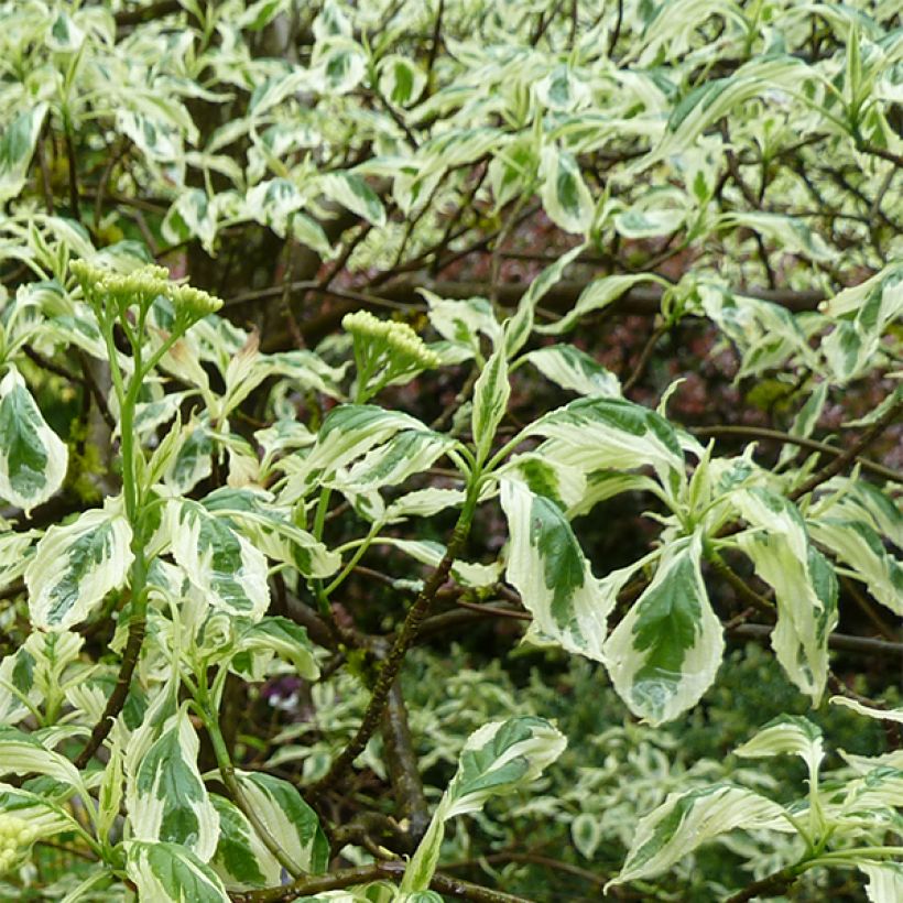 Cornus alternifolia Argentea - Pagodekornoelje (Foliage)
