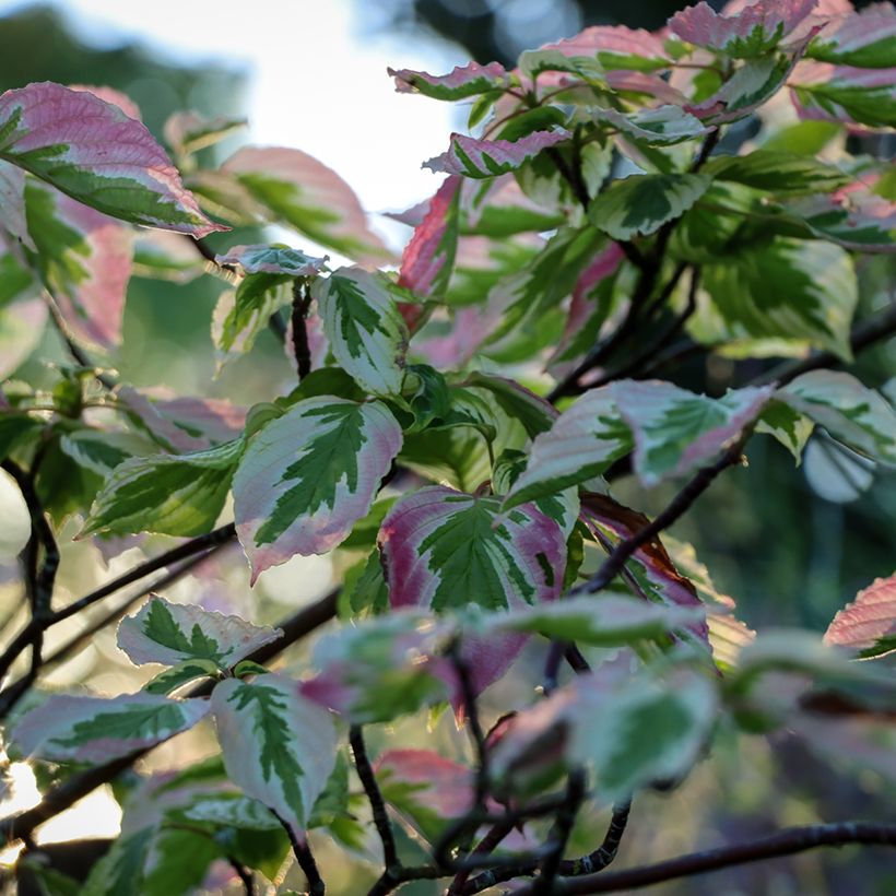 Cornus alternifolia Argentea - Pagodekornoelje (Blad)