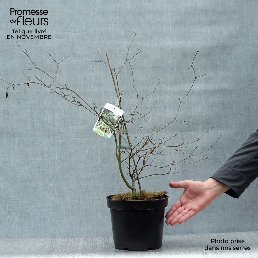 Exemplaar van Cornus alternifolia Argentea - Pagodekornoelje Pot van 3 l/4 l zoals geleverd in de herfst