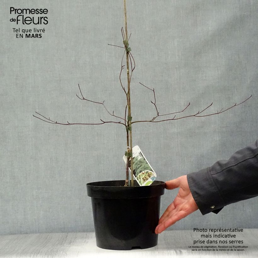 Exemplaar van Cornus alternifolia Argentea - Pagodekornoelje Pot van 3 l/4 l zoals geleverd in de lente