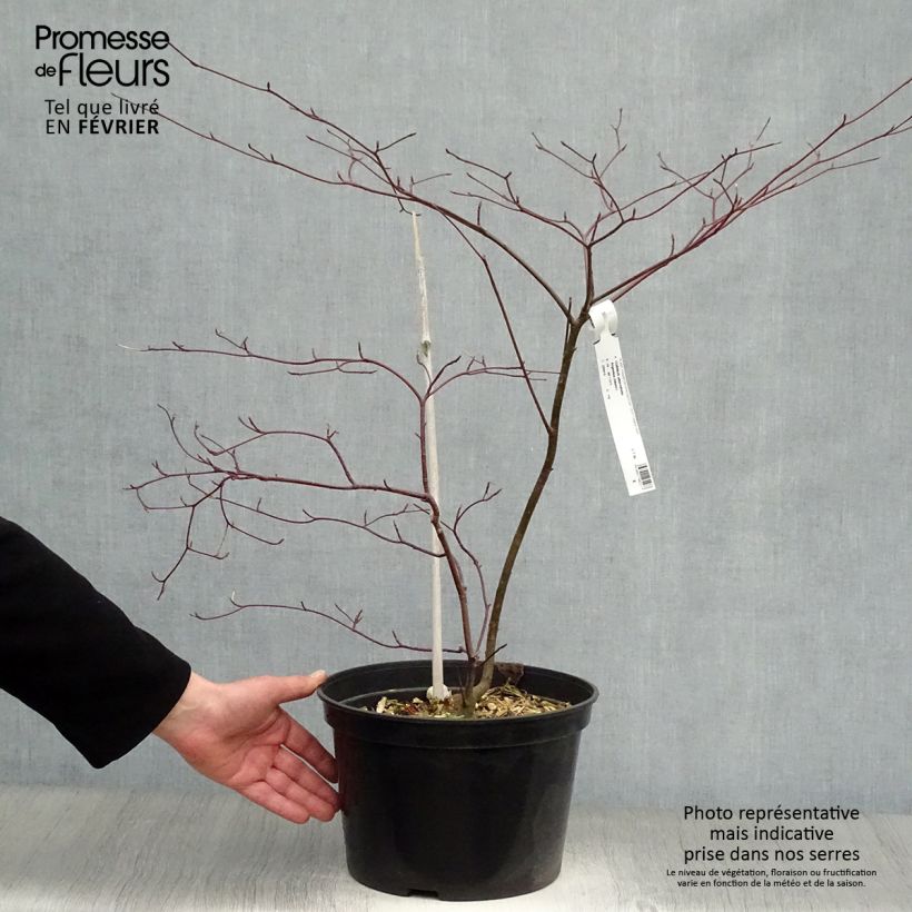 Example of Cornus alternifolia Argentea - Cornouiller panaché à feuilles alternes Pot van 12 l/15 l as you get in hiver