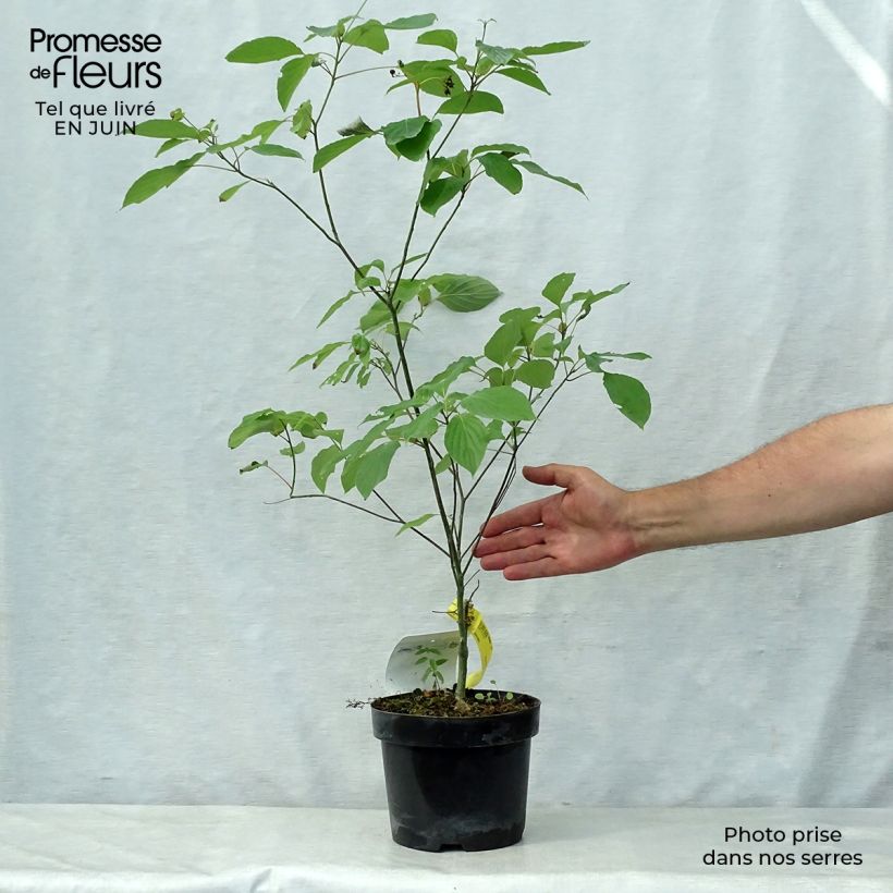 Exemplaar van Cornus alternifolia - Pagodekornoelje Pot van 3 l/4 l zoals geleverd in de zomer