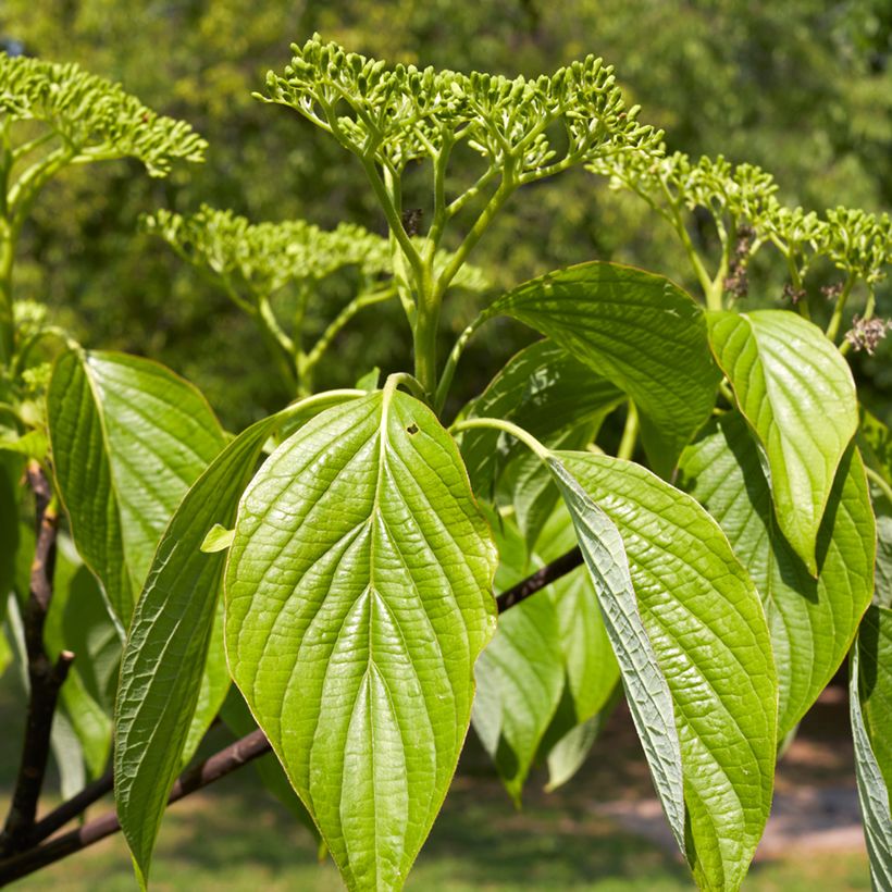 Cornus alternifolia - Pagodekornoelje (Blad)