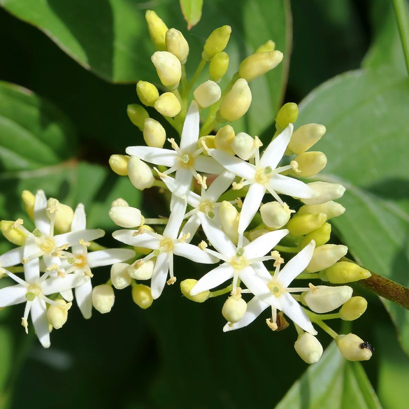 Cornus alternifolia - Pagodekornoelje (Bloei)