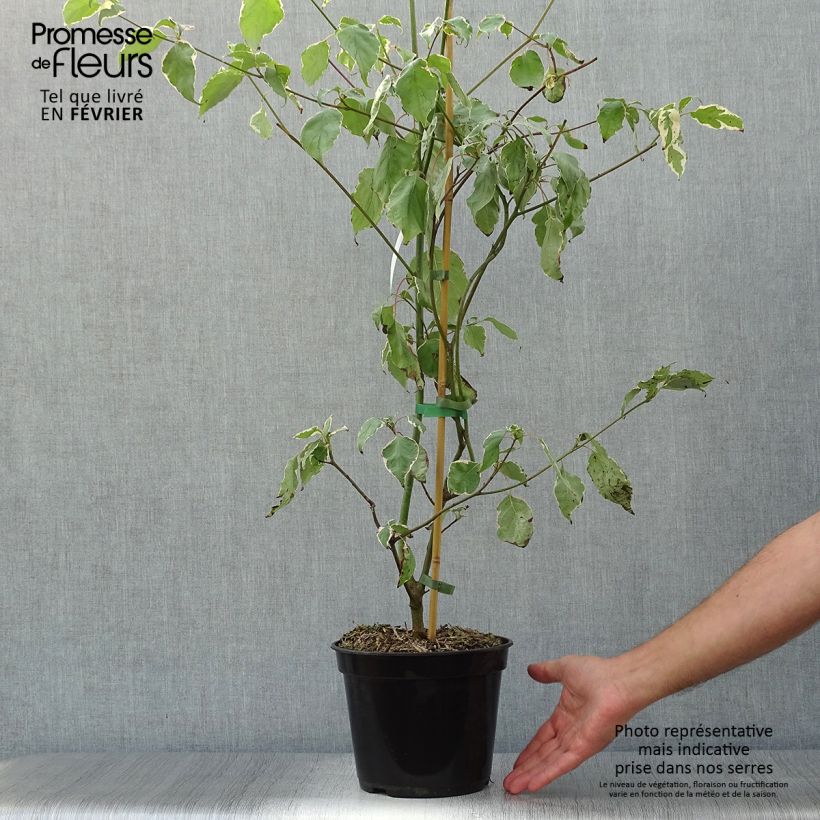Exemplaar van Cornus alternifolia Pinky Spots - Pagodekornoelje Pot van 4 l/5 l zoals geleverd in de herfst