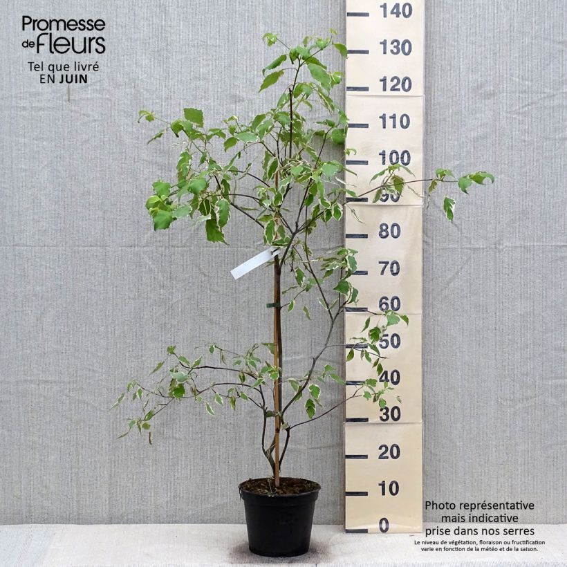 Exemplaar van Cornus alternifolia Pinky Spots - Pagodekornoelje Pot van 4 l/5 l zoals geleverd in de zomer