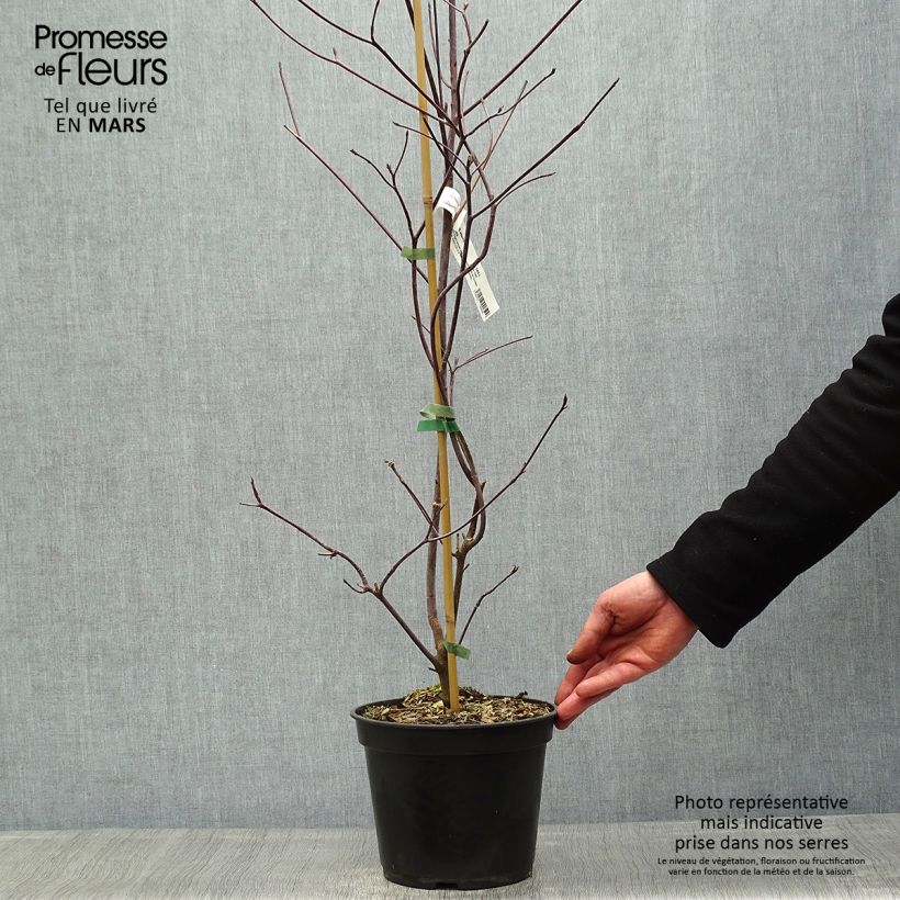 Exemplaar van Cornus alternifolia Pinky Spots - Pagodekornoelje Pot van 4 l/5 l zoals geleverd in de lente