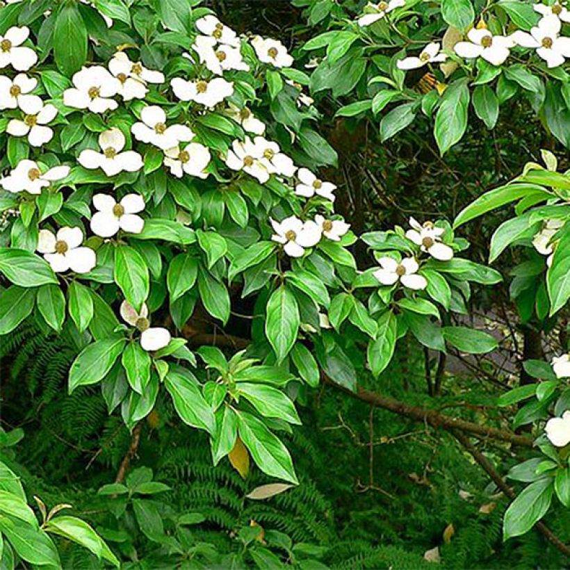 Cornus capitata - Wintergroene kornoelje (Foliage)