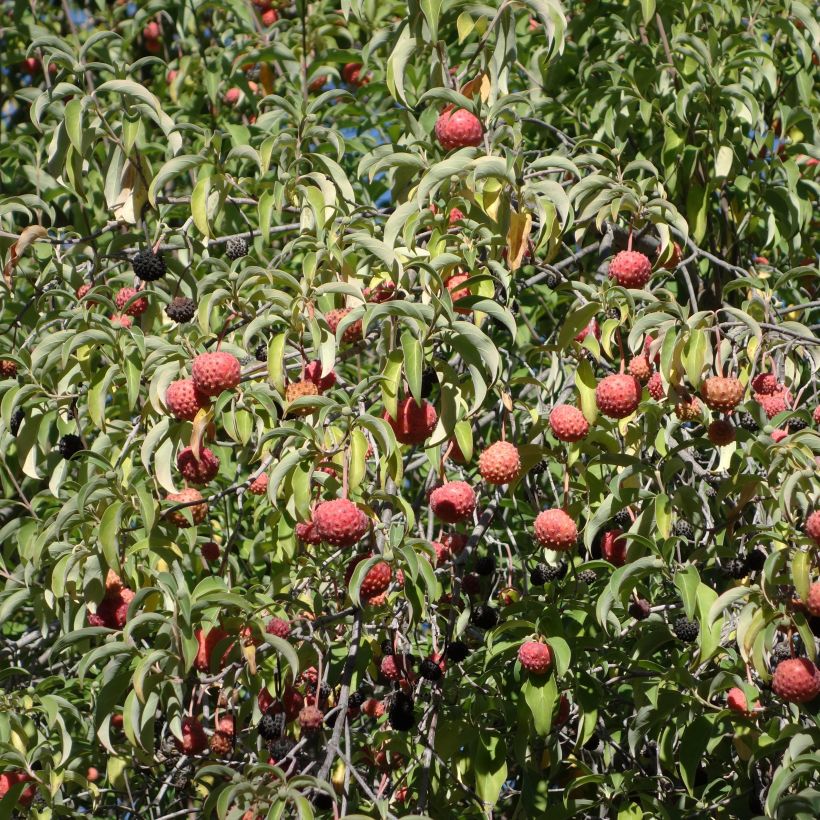 Cornus capitata - Wintergroene kornoelje (Harvest)
