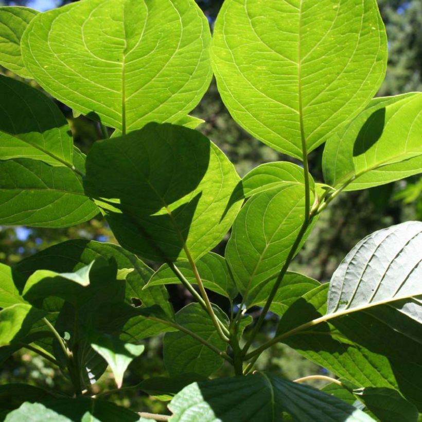 Cornus controversa - Reuzenkornoelje (Foliage)