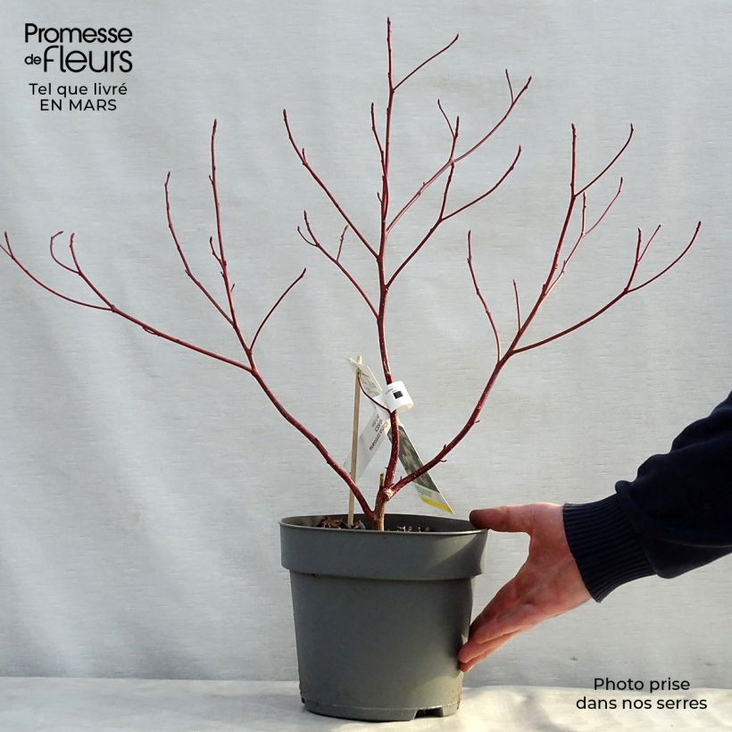 Exemplaar van Cornus controversa - Reuzenkornoelje Pot van 4 l/5 l zoals geleverd in de lente