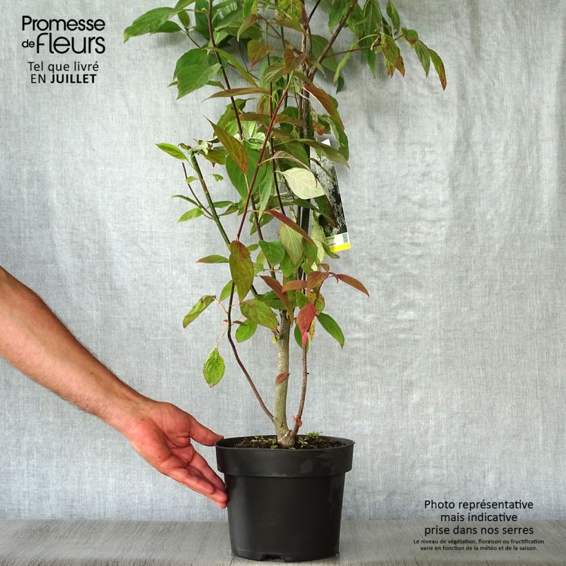 Exemplaar van Cornus controversa - Reuzenkornoelje Pot van 4 l/5 l zoals geleverd in de zomer