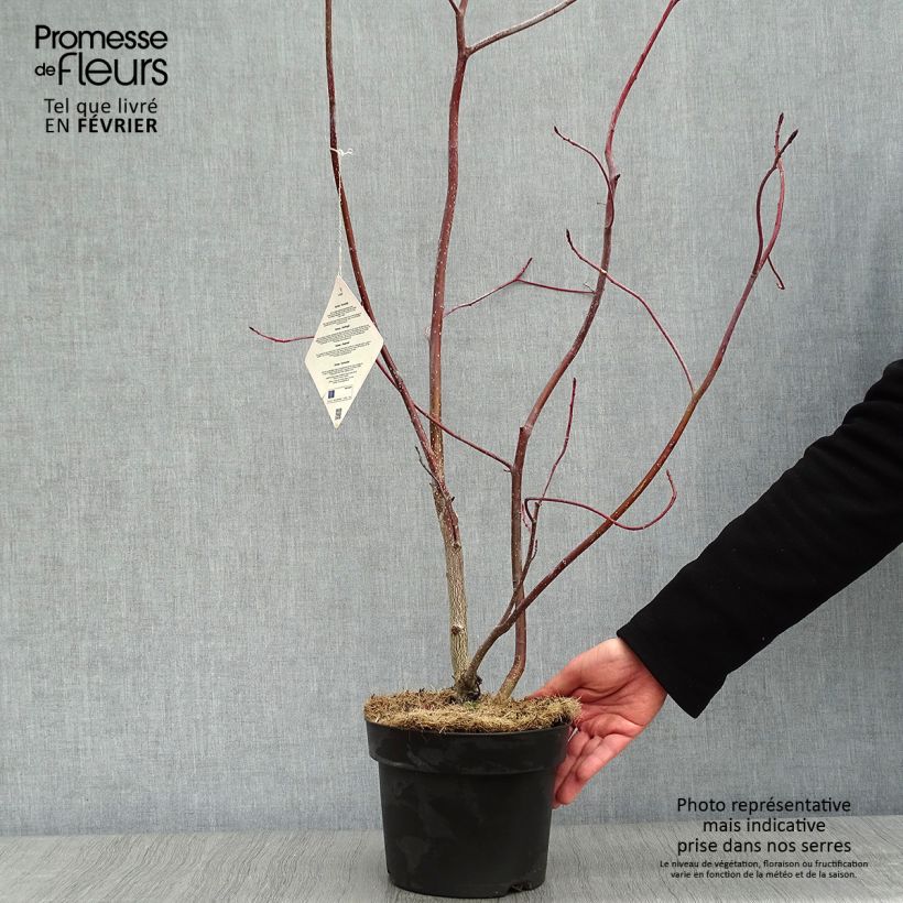 Example of Cornus controversa - Cornouiller des Pagodes Pot van 4 l/5 l as you get in hiver