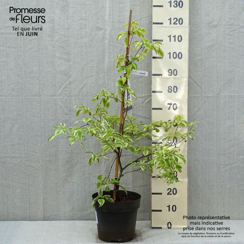 Exemplaar van Cornus controversa Gosia - Reuzenkornoelje Pot van 7,5 l/10 l zoals geleverd in de lente