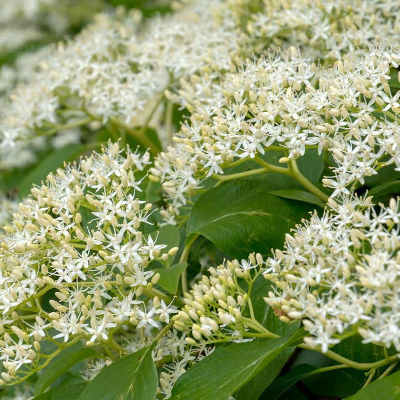 Cornus controversa Pagoda - Reuzenkornoelje (Bloei)