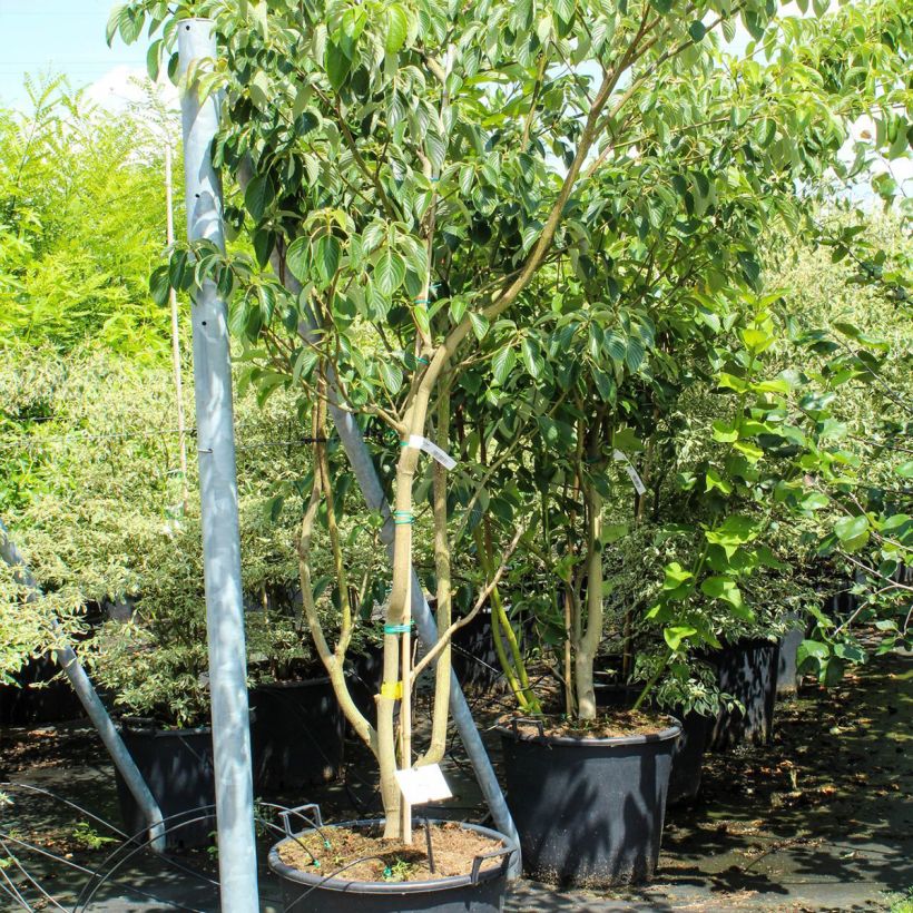 Exemplaar van Cornus controversa Pagoda - Reuzenkornoelje Pot van 70 l/75 l zoals geleverd in de lente