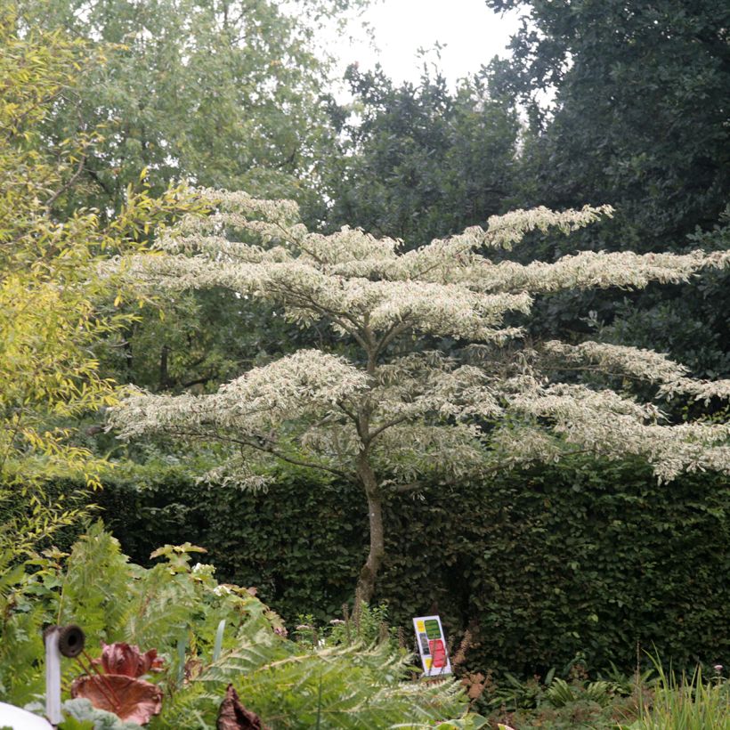 Cornus controversa Variegata - Reuzenkornoelje (Groeiplaats)