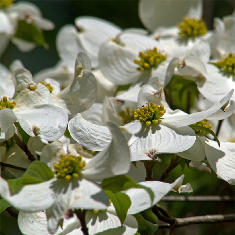Cornus florida - Amerikaanse kornoelje (Flowering)