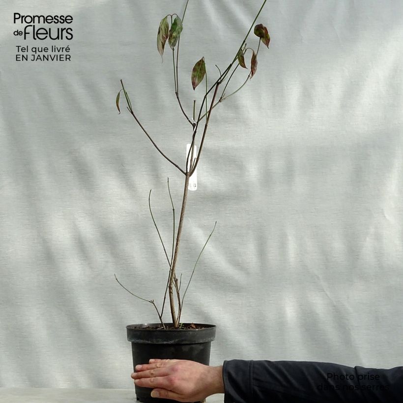 Example of Cornus florida Cherokee Chief - Cornouiller d'Amerique Pot van 4 l/5 l as you get in hiver