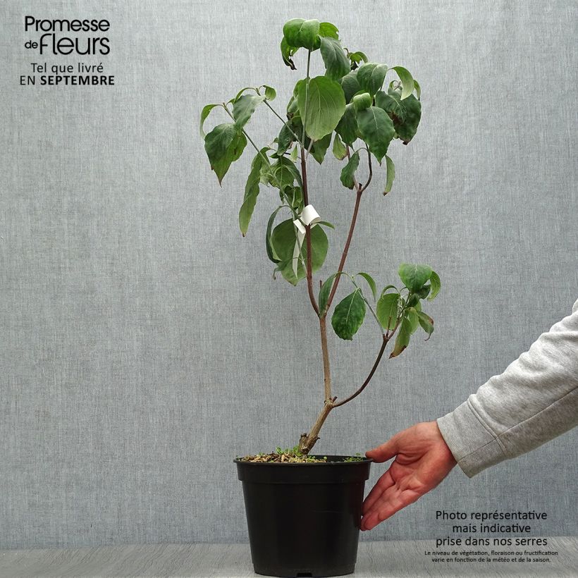 Exemplaar van Cornus florida Cherokee Chief - Amerikaanse kornoelje Pot van 4 l/5 l zoals geleverd in de herfst