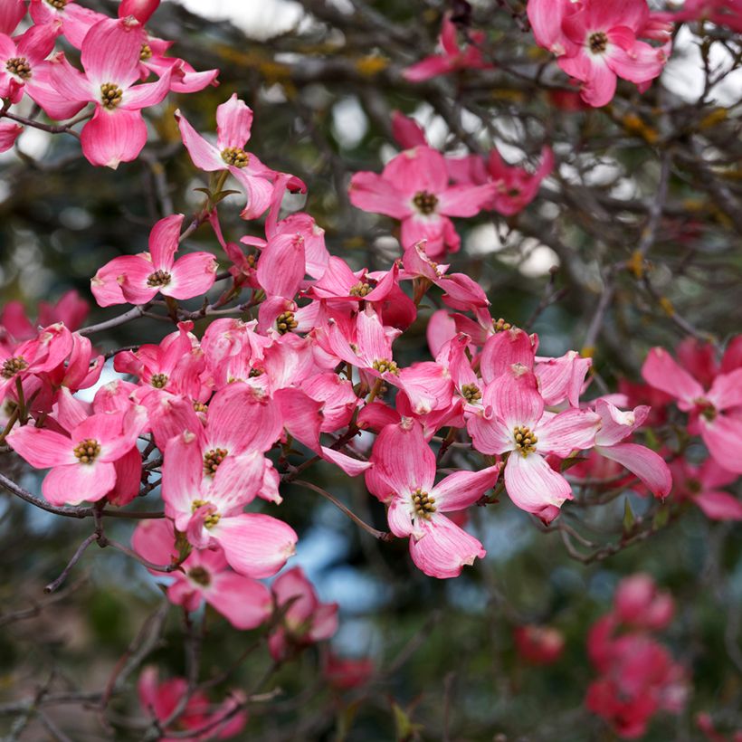 Cornus florida Cherokee Sunset - Amerikaanse kornoelje (Bloei)
