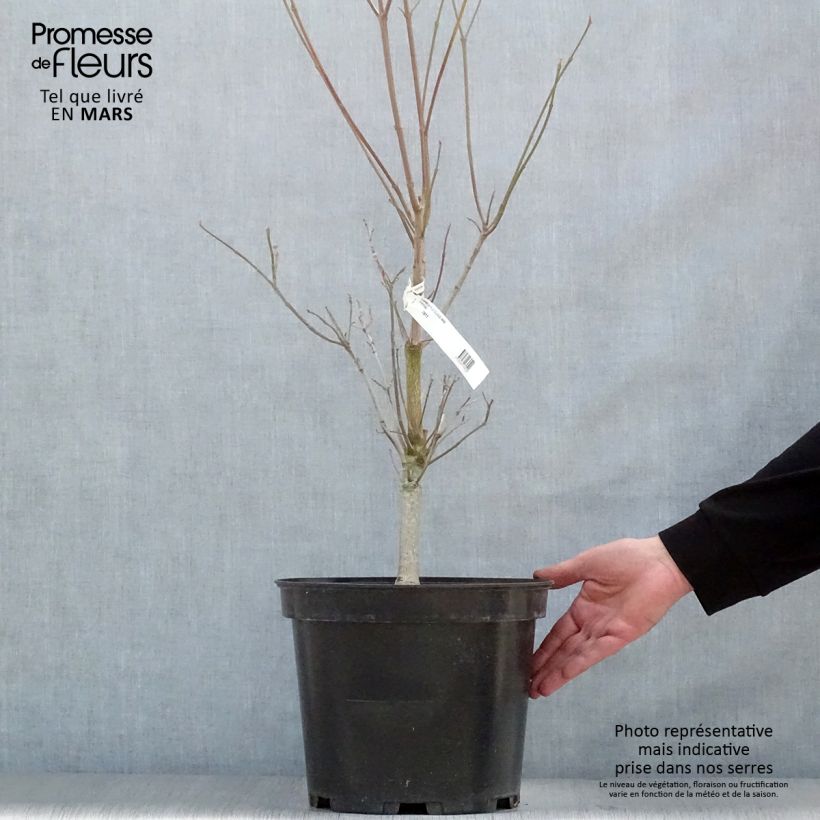 Exemplaar van Cornus florida Cloud Nine - Amerikaanse kornoelje Pot van 7,5 l/10 l zoals geleverd in de lente